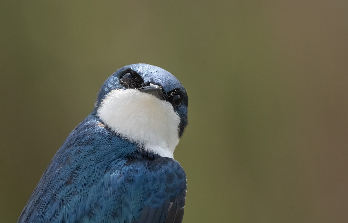 Tree Swallow - ML635345773