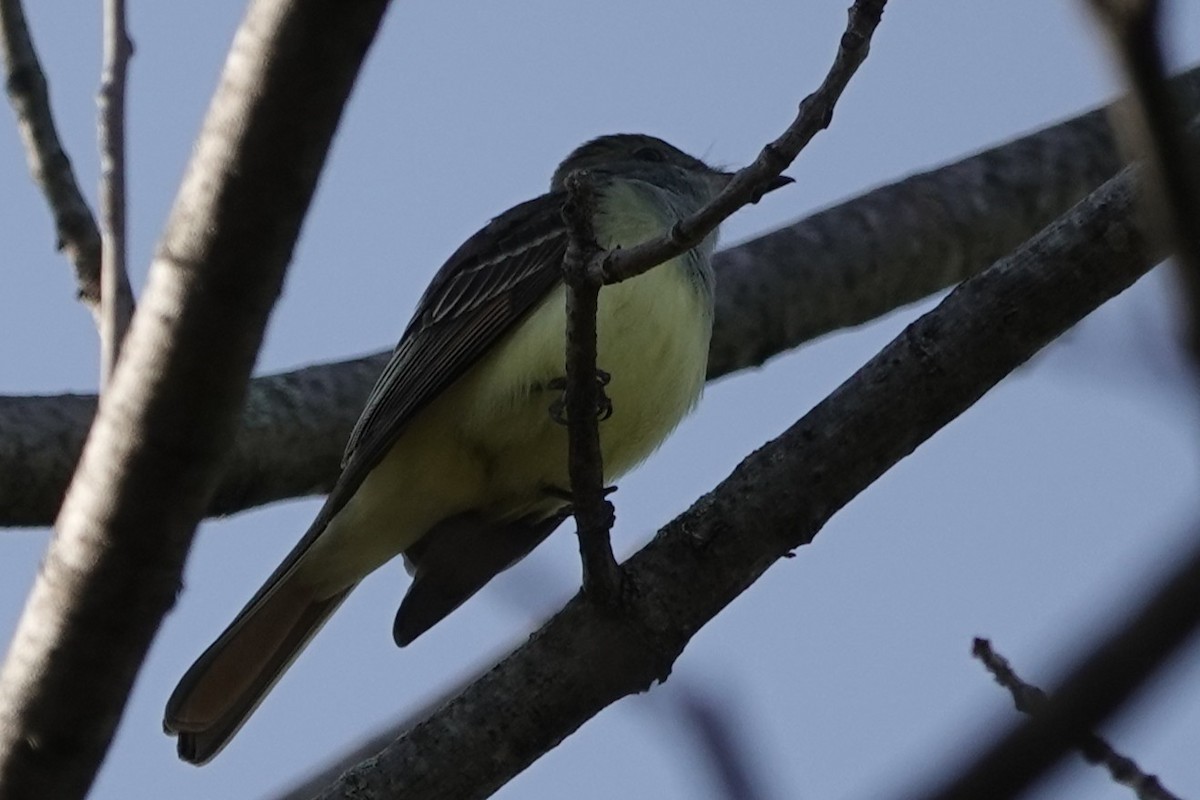 Great Crested Flycatcher - ML635345781
