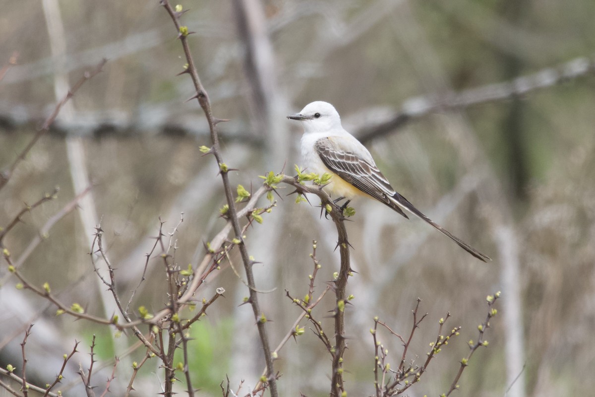 Scissor-tailed Flycatcher - ML635345782