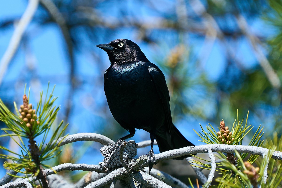 Brewer's Blackbird - ML635345790