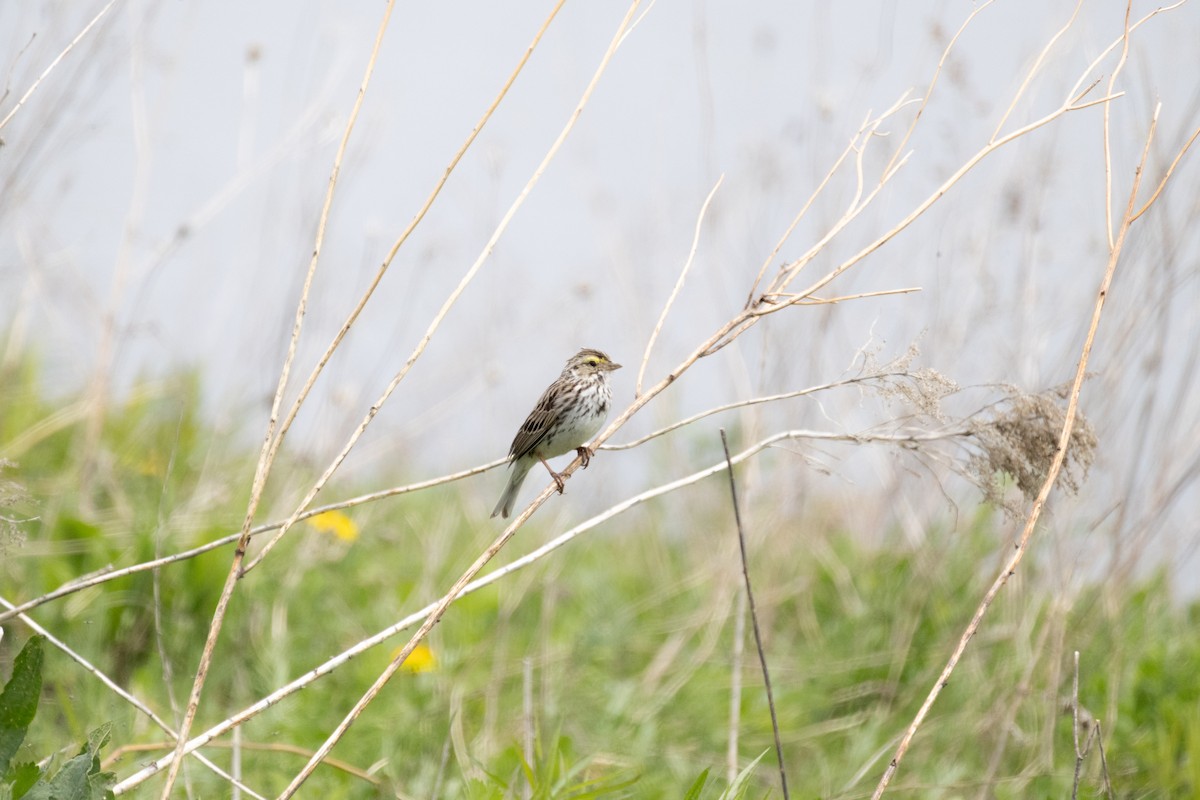 Savannah Sparrow - ML635345809