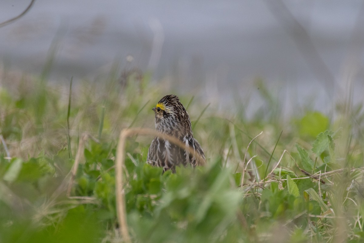 Savannah Sparrow - ML635345811