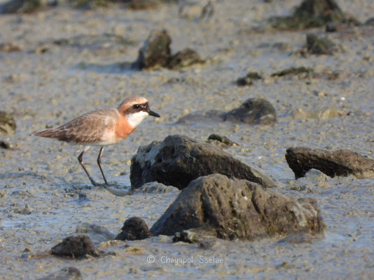 Tibetan Sand-Plover - ML635345847