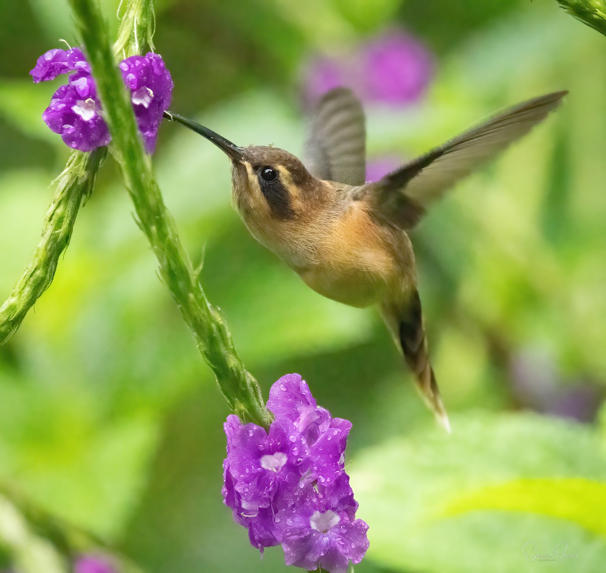 Stripe-throated Hermit - ML635345856
