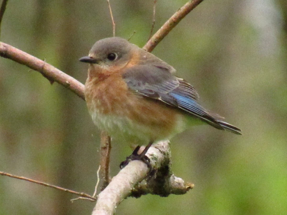Eastern Bluebird - ML635345858
