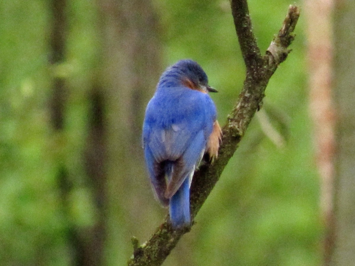Eastern Bluebird - ML635345859