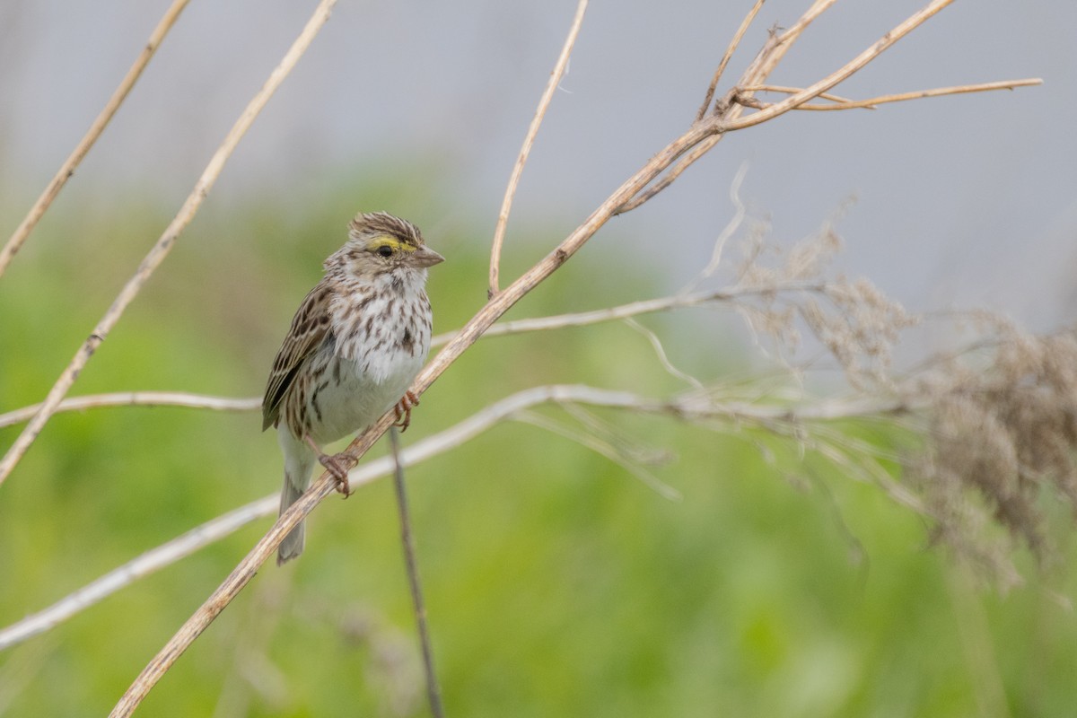 Savannah Sparrow - ML635345862