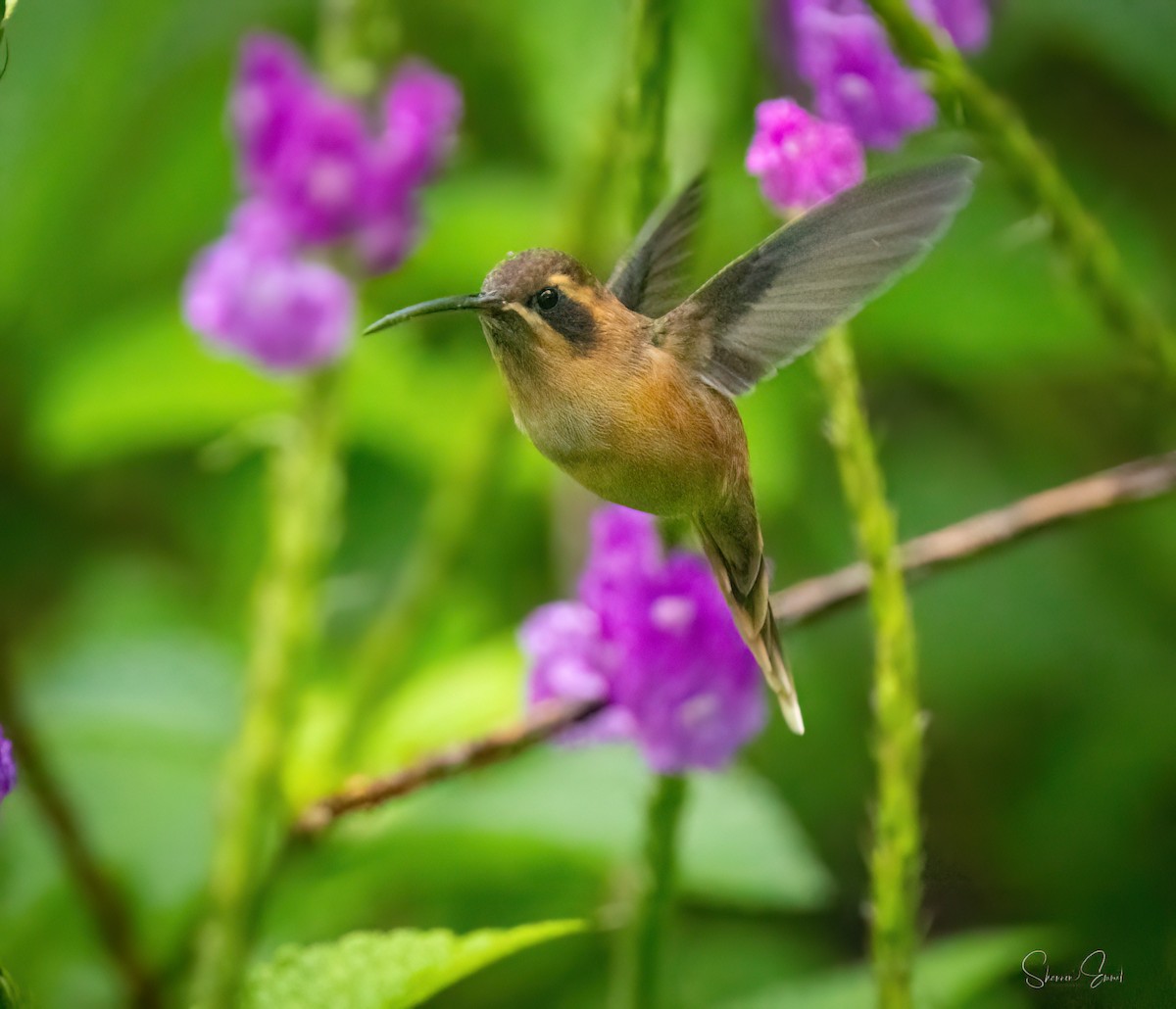 Stripe-throated Hermit - ML635345867
