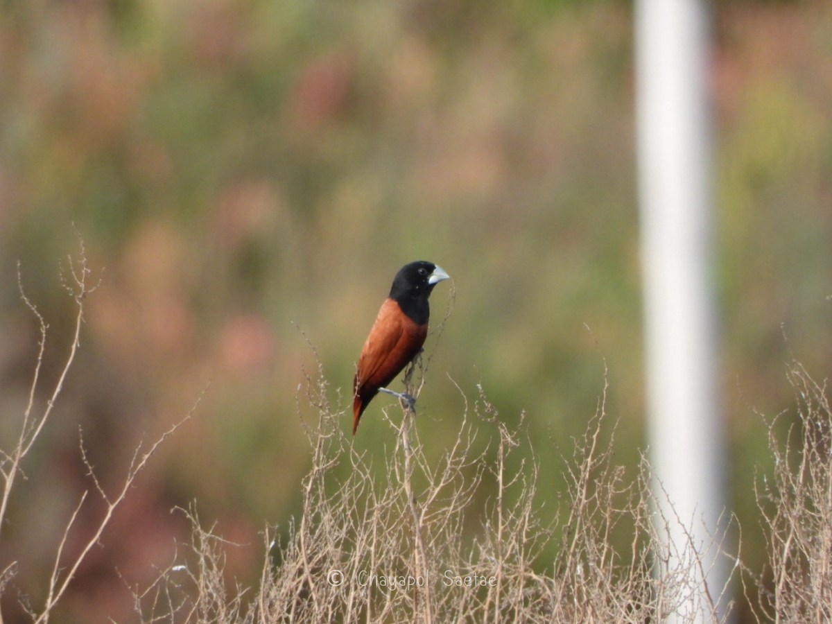 Chestnut Munia - ML635345871