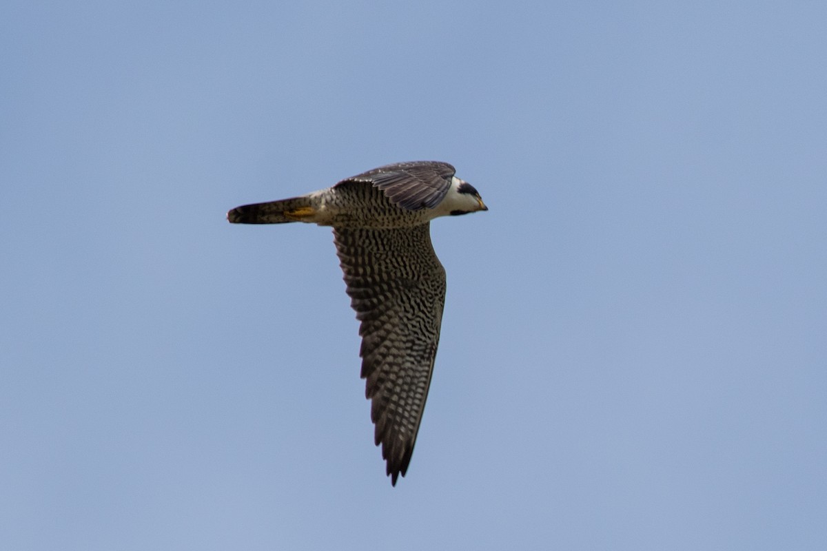 Peregrine Falcon - ML635345875