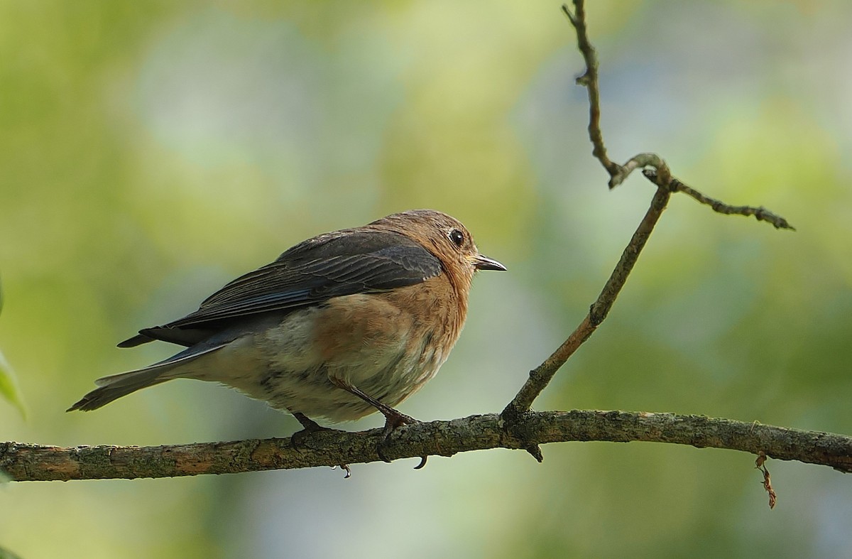Eastern Bluebird - ML635345893