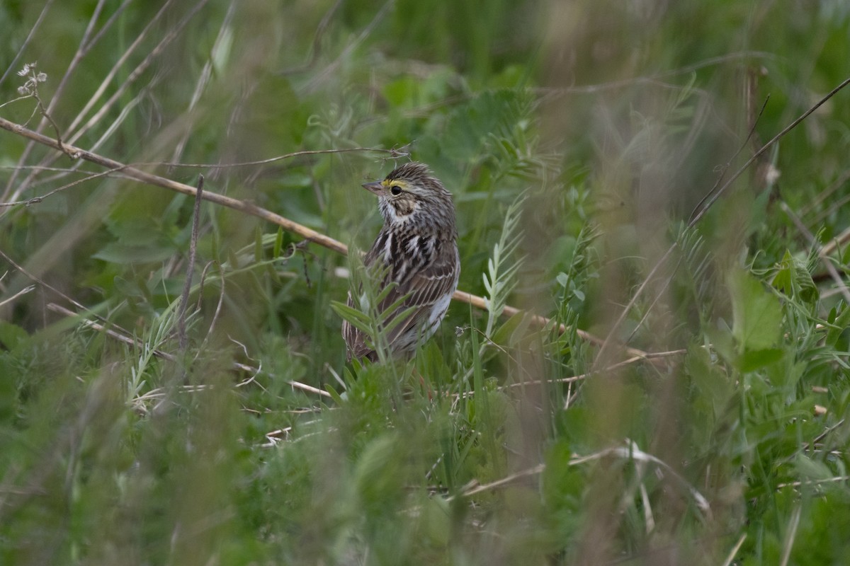 Savannah Sparrow - ML635345900