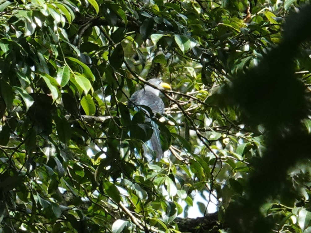 Blue Malkoha - ML635345931