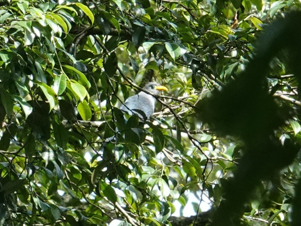 Blue Malkoha - ML635345932
