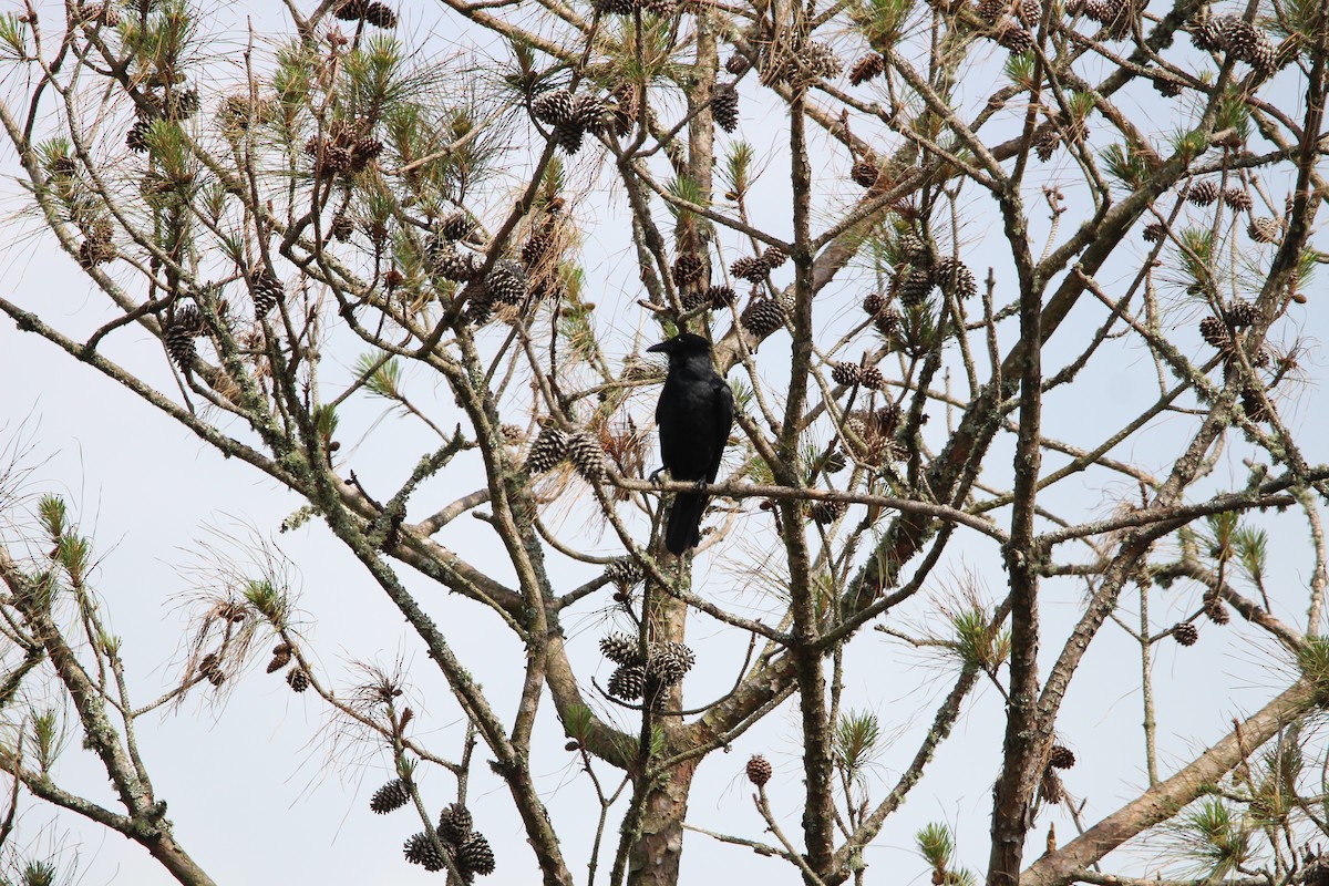 Fish Crow - ML635345945