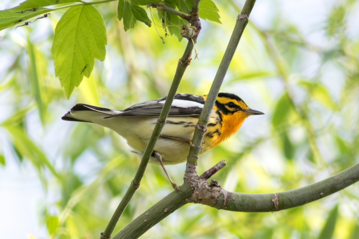 Blackburnian Warbler - ML635345954