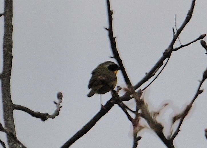 Common Yellowthroat - ML635345961