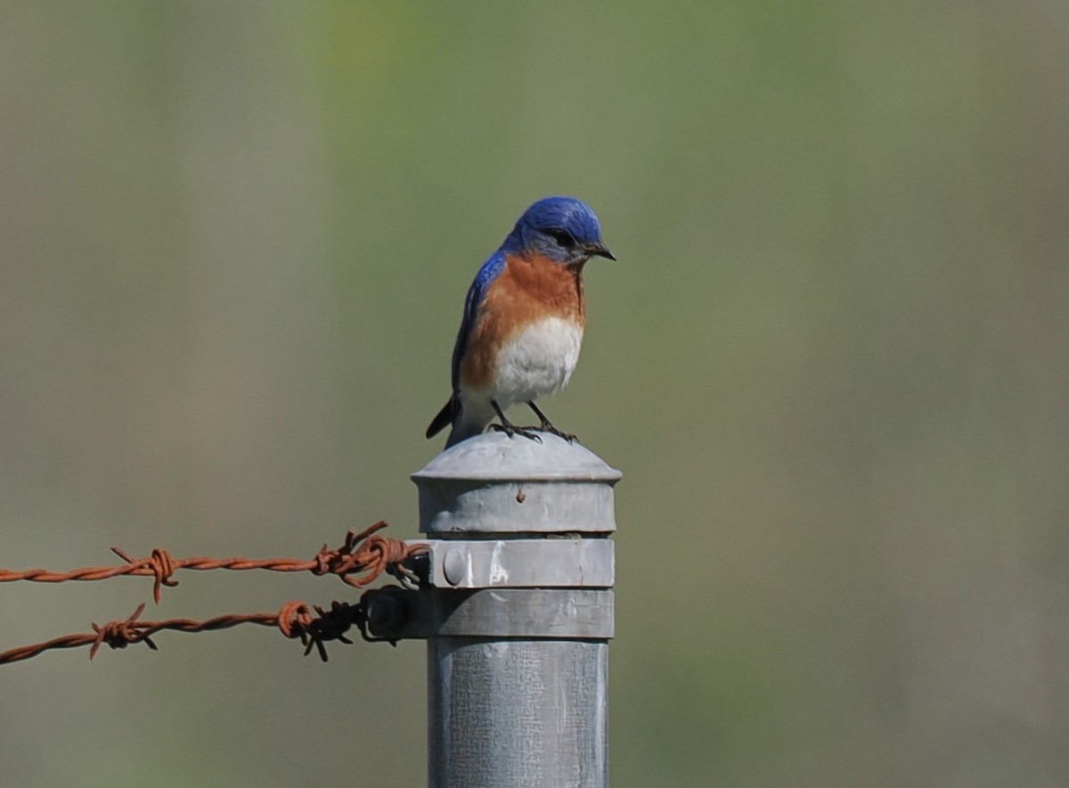Eastern Bluebird - ML635345993