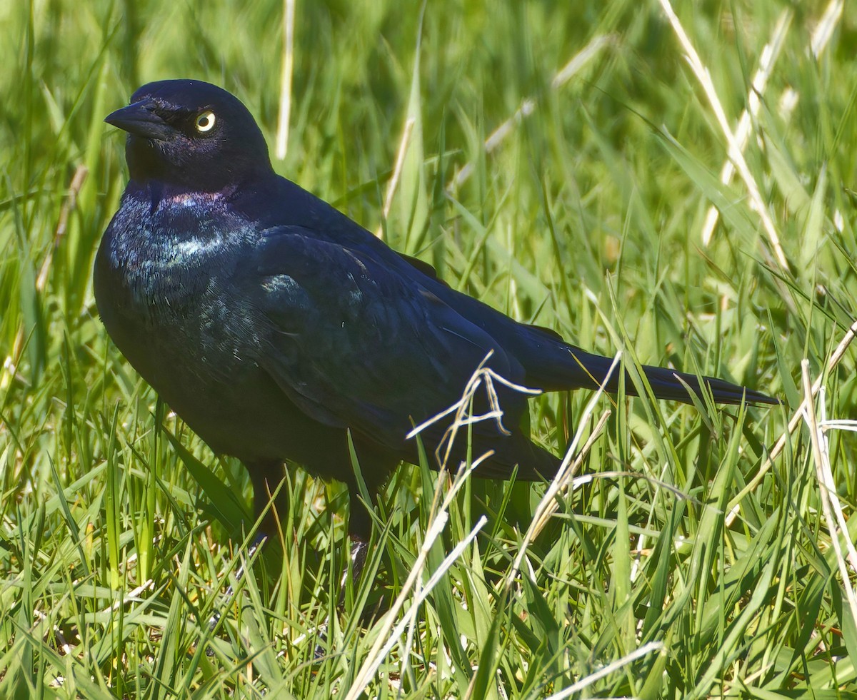 Brewer's Blackbird - ML635346006