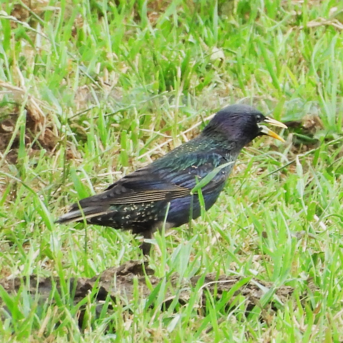European Starling - ML635346008