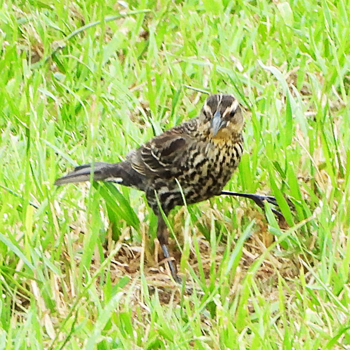 European Starling - ML635346009
