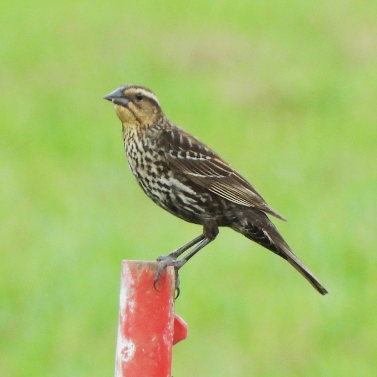 European Starling - ML635346010
