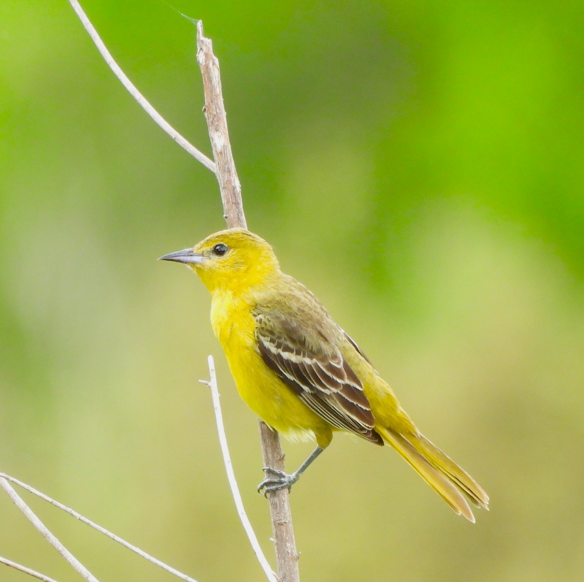 Oriole des vergers - ML635346042