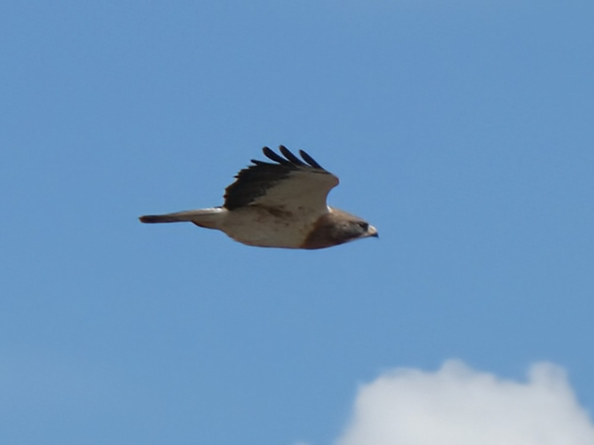 Swainson's Hawk - ML635346046