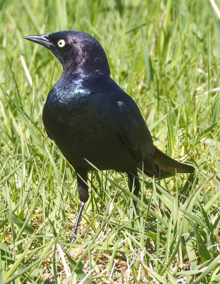 Brewer's Blackbird - ML635346064