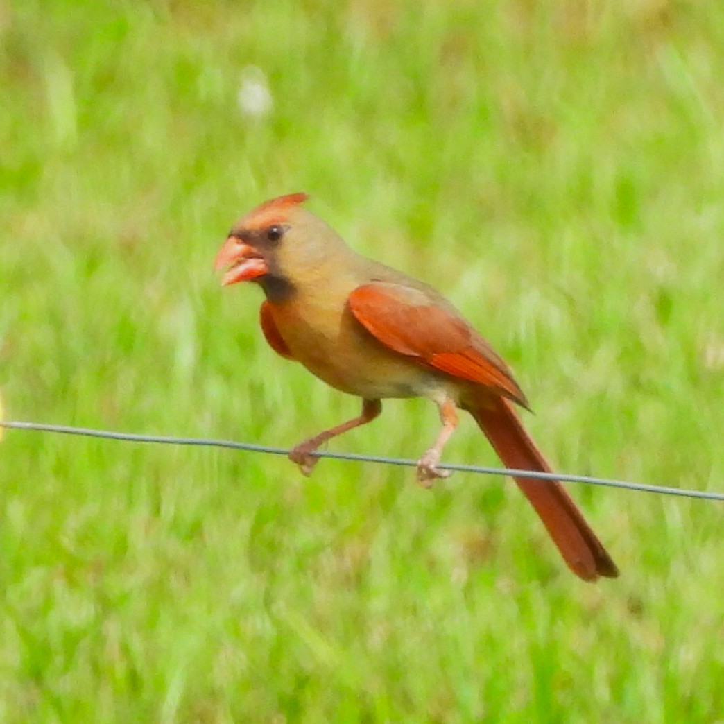 Northern Cardinal - ML635346101