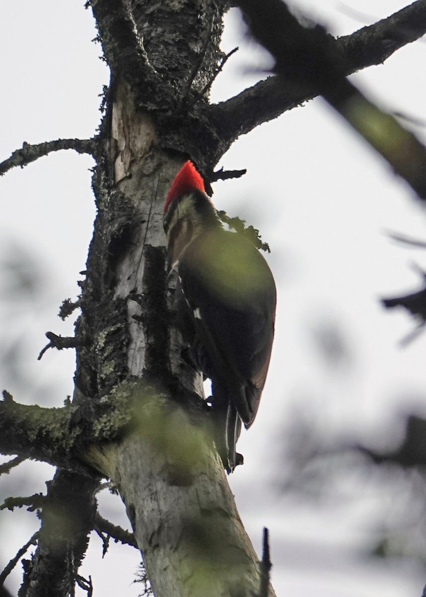 Pileated Woodpecker - ML635346120