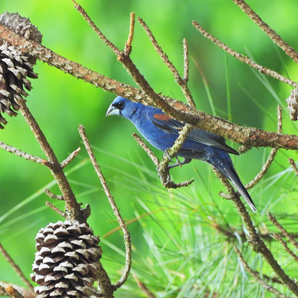 Guiraca bleu - ML635346124