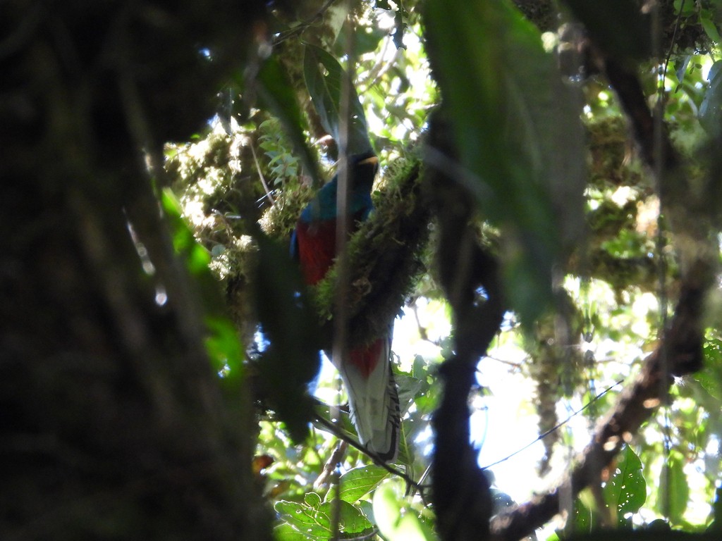 Resplendent Quetzal - ML635346168