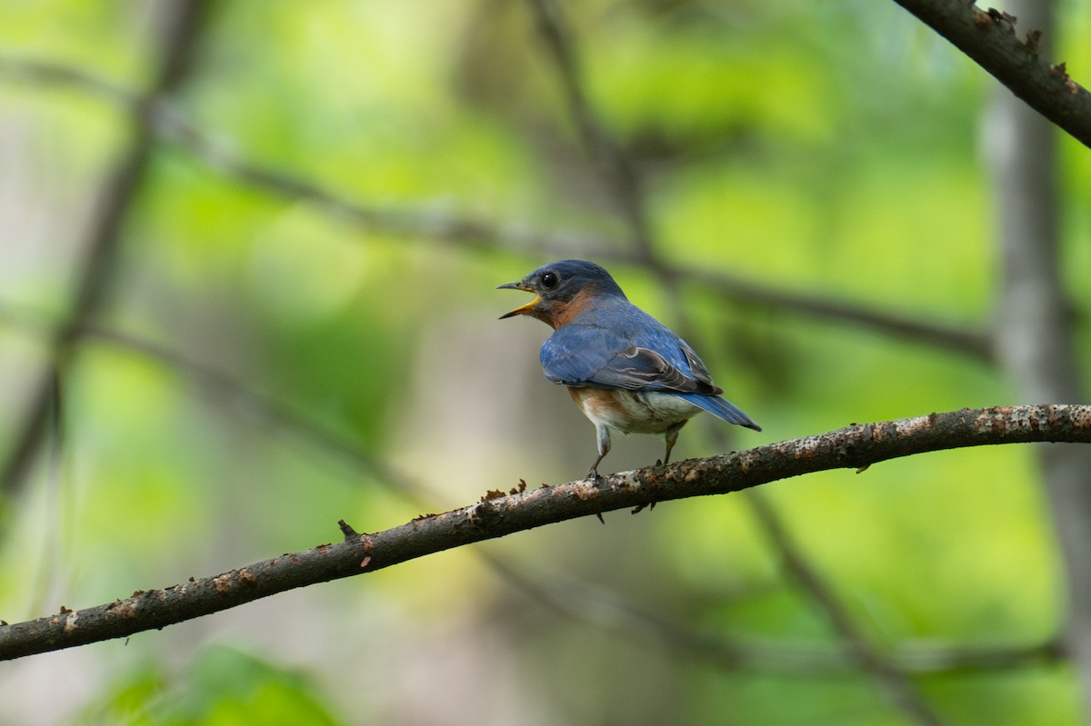 Eastern Bluebird - ML635346174