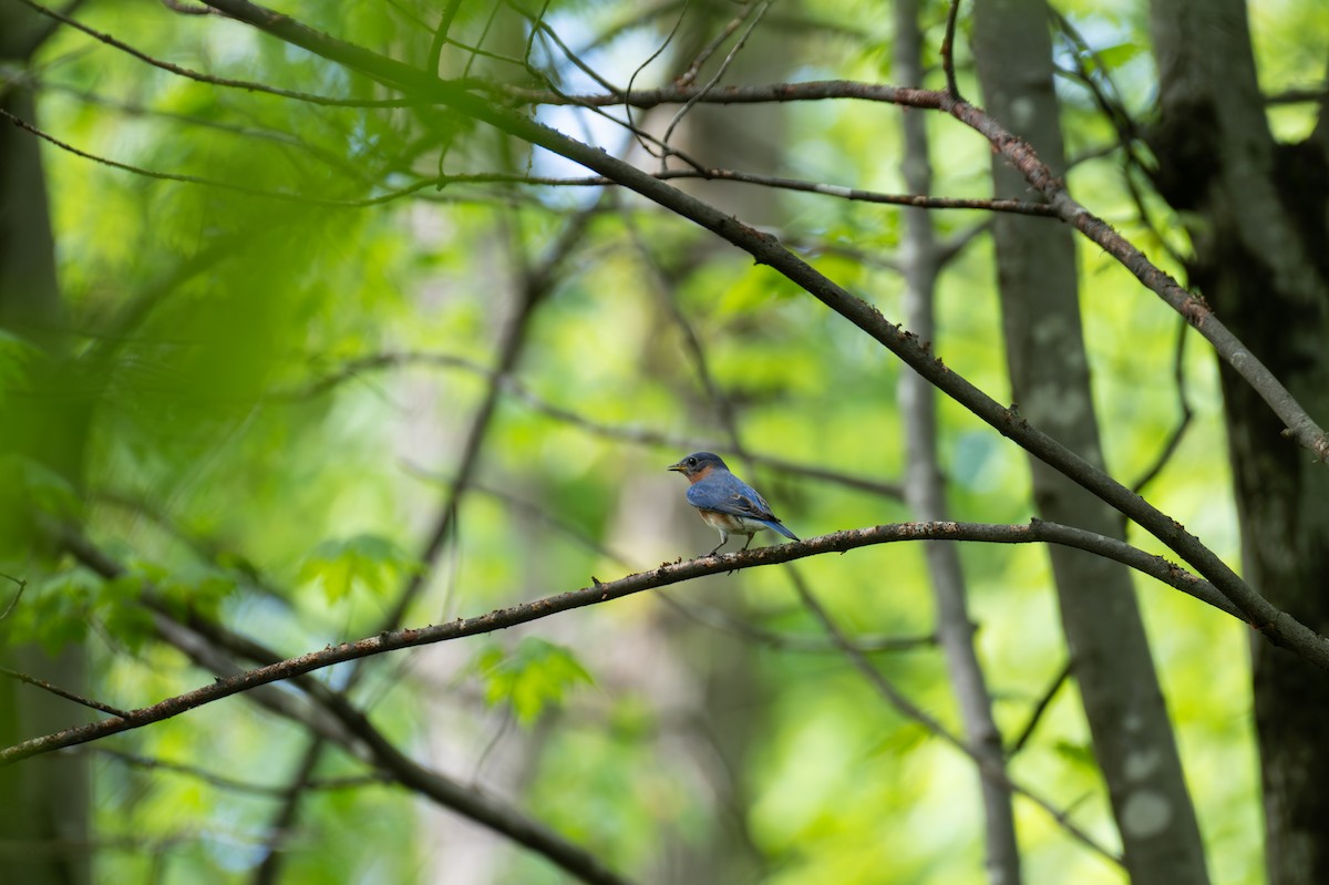 Eastern Bluebird - ML635346175