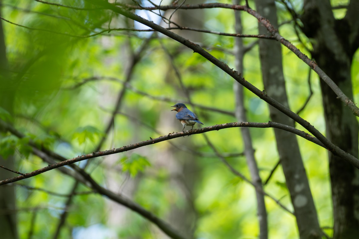 Eastern Bluebird - ML635346176