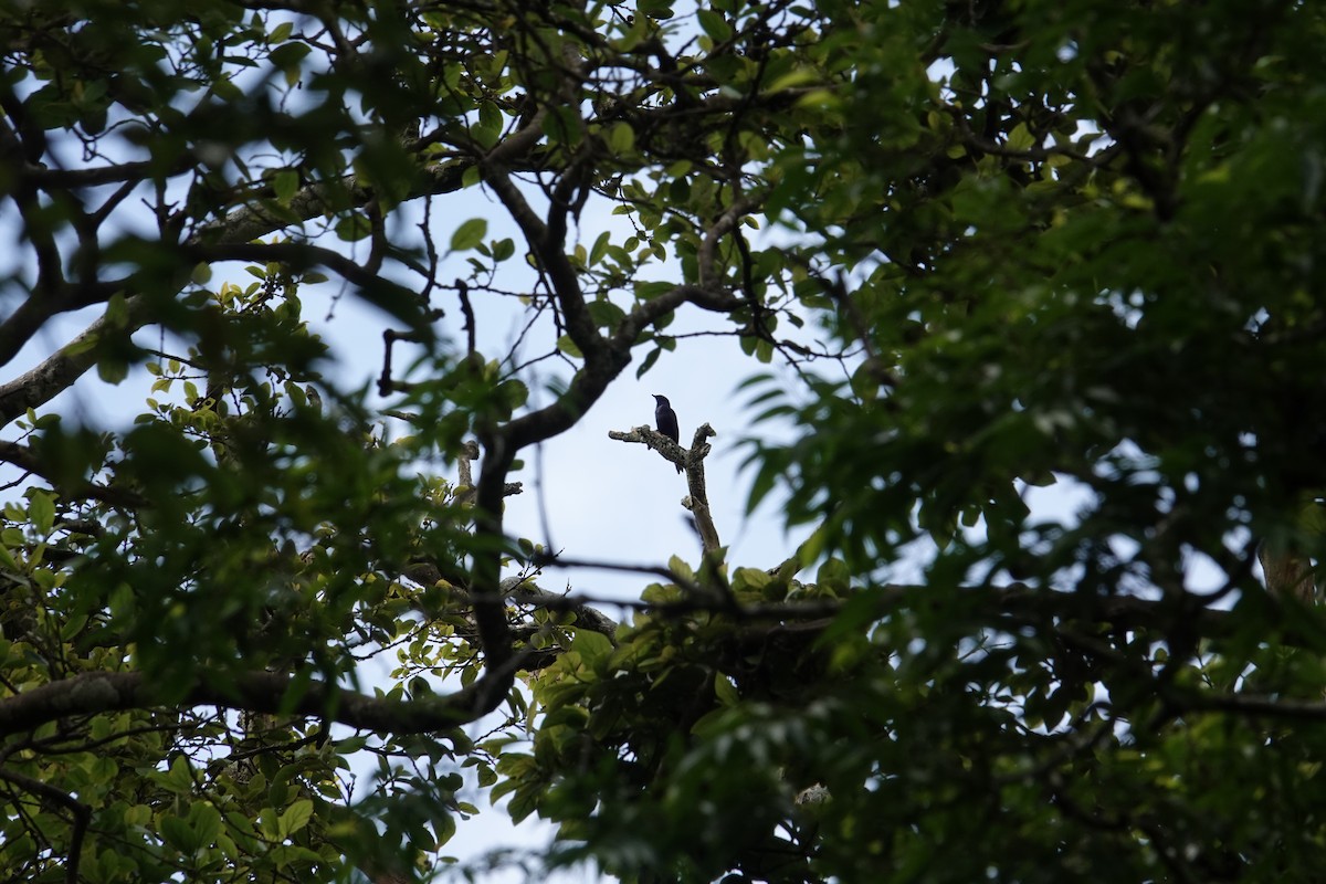 Stuhlmann's Starling - ML635346184
