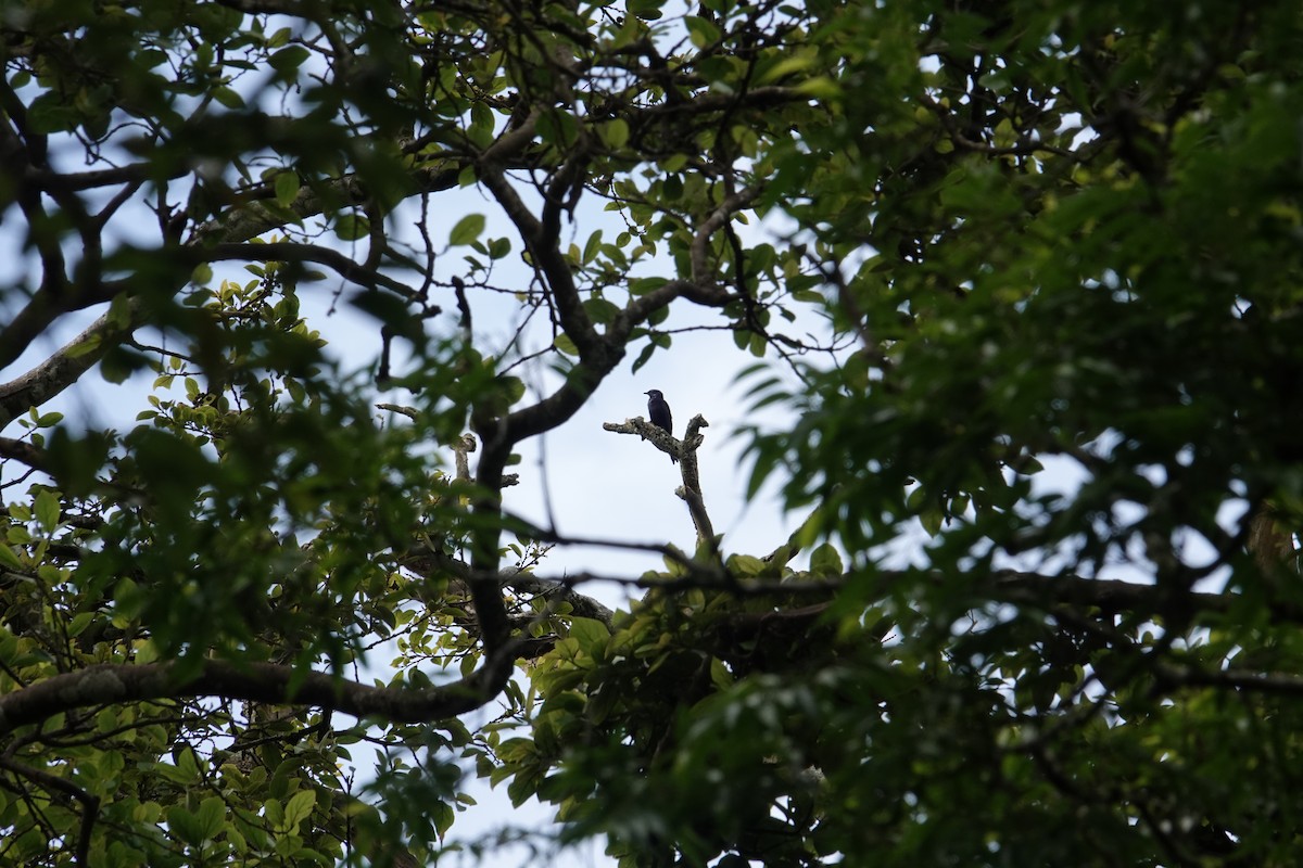 Stuhlmann's Starling - ML635346191