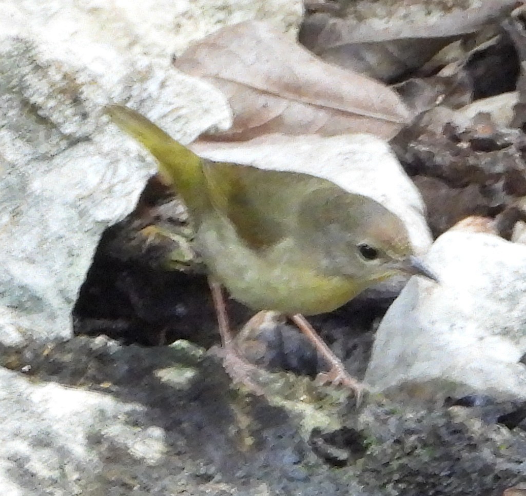 Common Yellowthroat - ML635346216