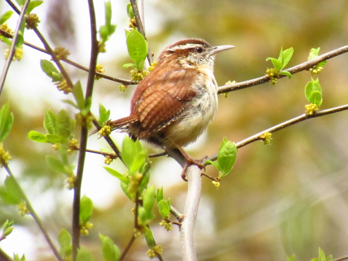 Carolina Wren - ML635346224