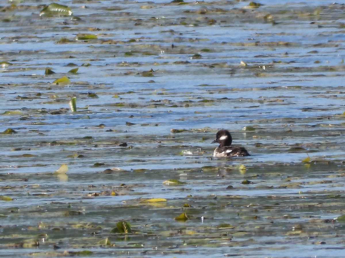 Bufflehead - ML635346234