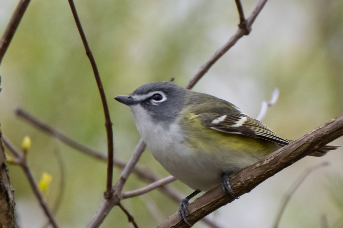 Blue-headed Vireo - ML635346240