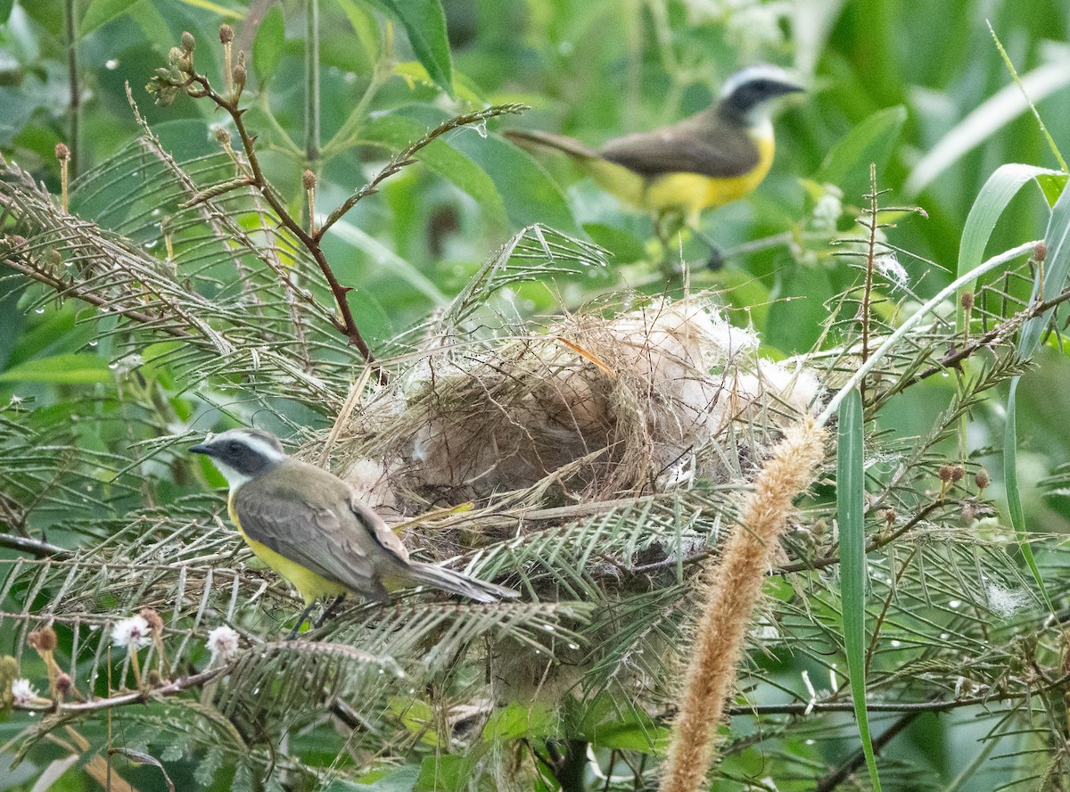 Social Flycatcher - ML635346242