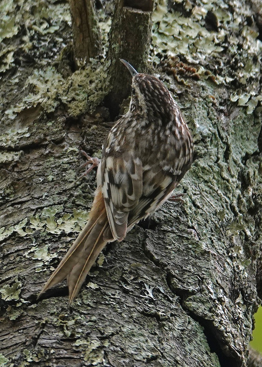Brown Creeper - ML635346251