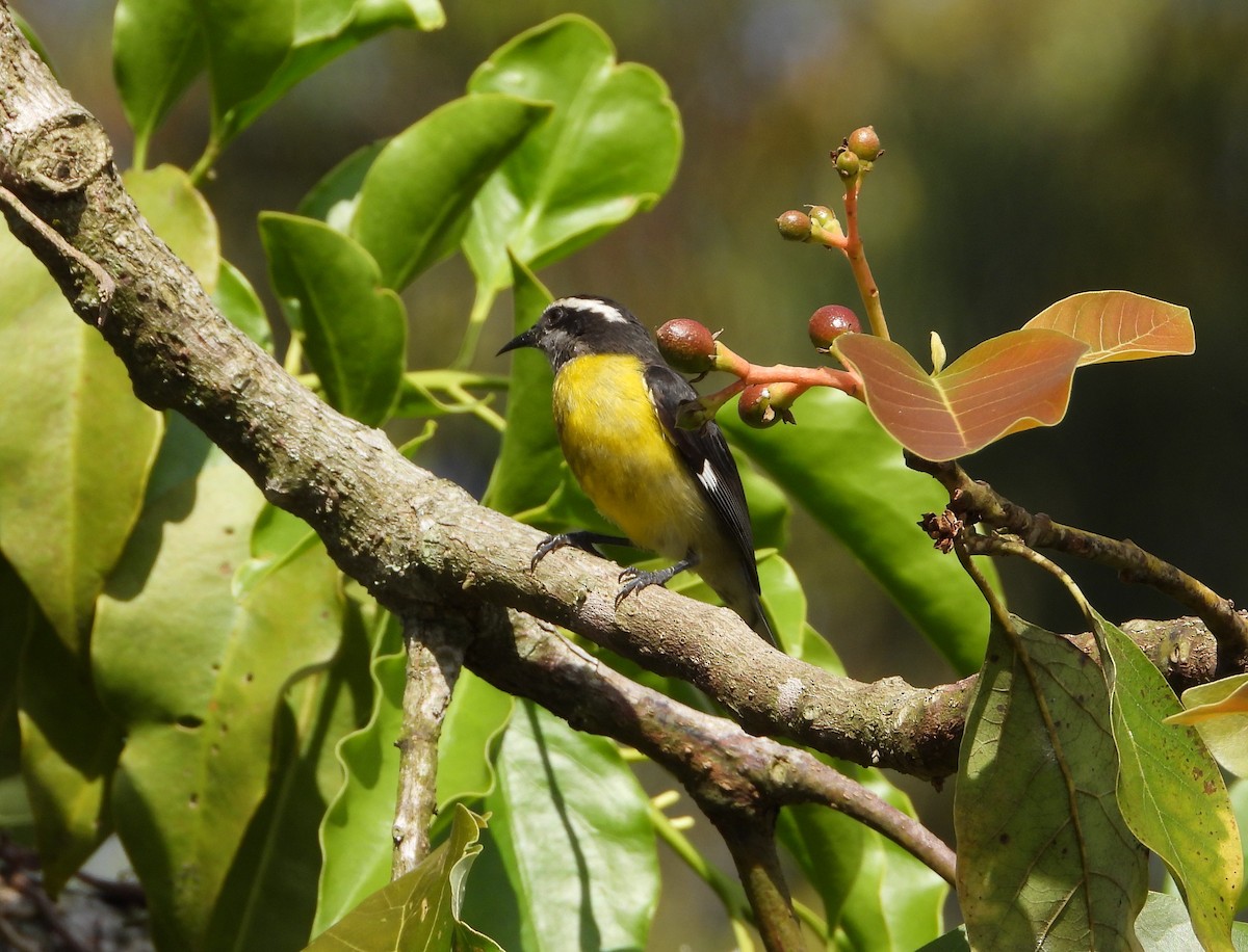 Bananaquit - ML635346268