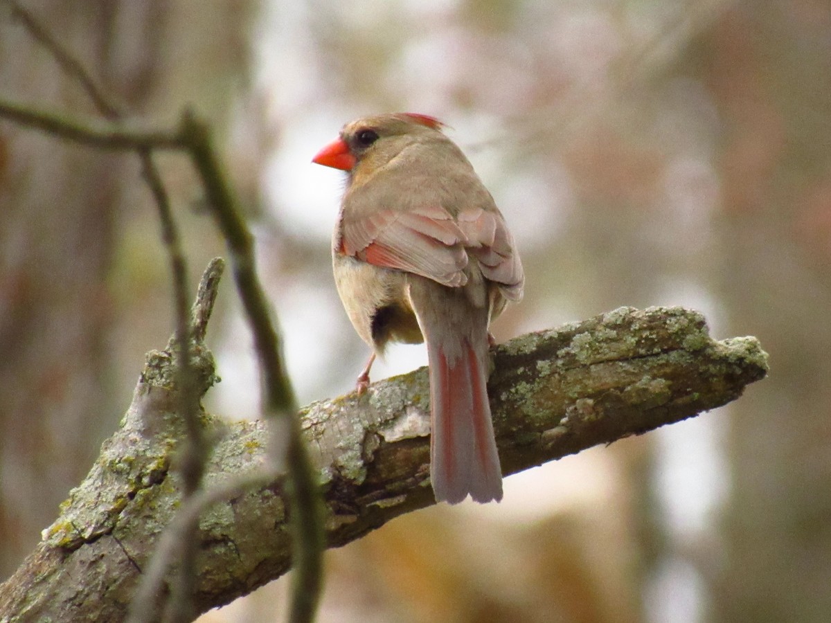Northern Cardinal - ML635346273
