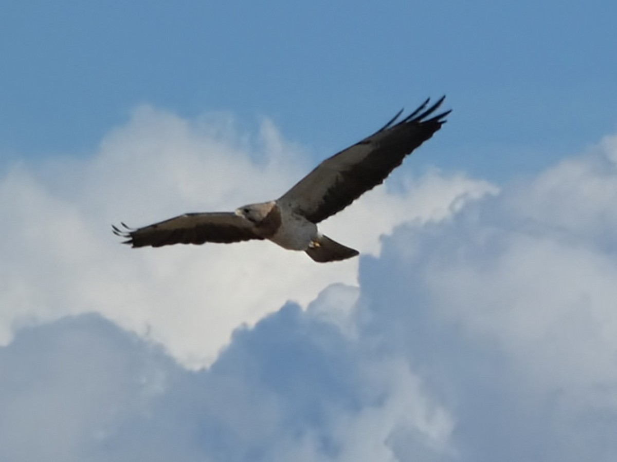 Swainson's Hawk - ML635346290