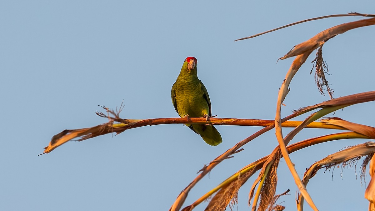 Red-crowned Amazon - ML635346297