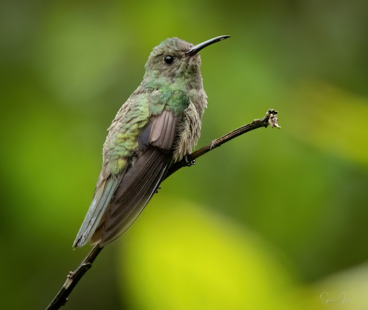 Colibri de Cuvier - ML635346314
