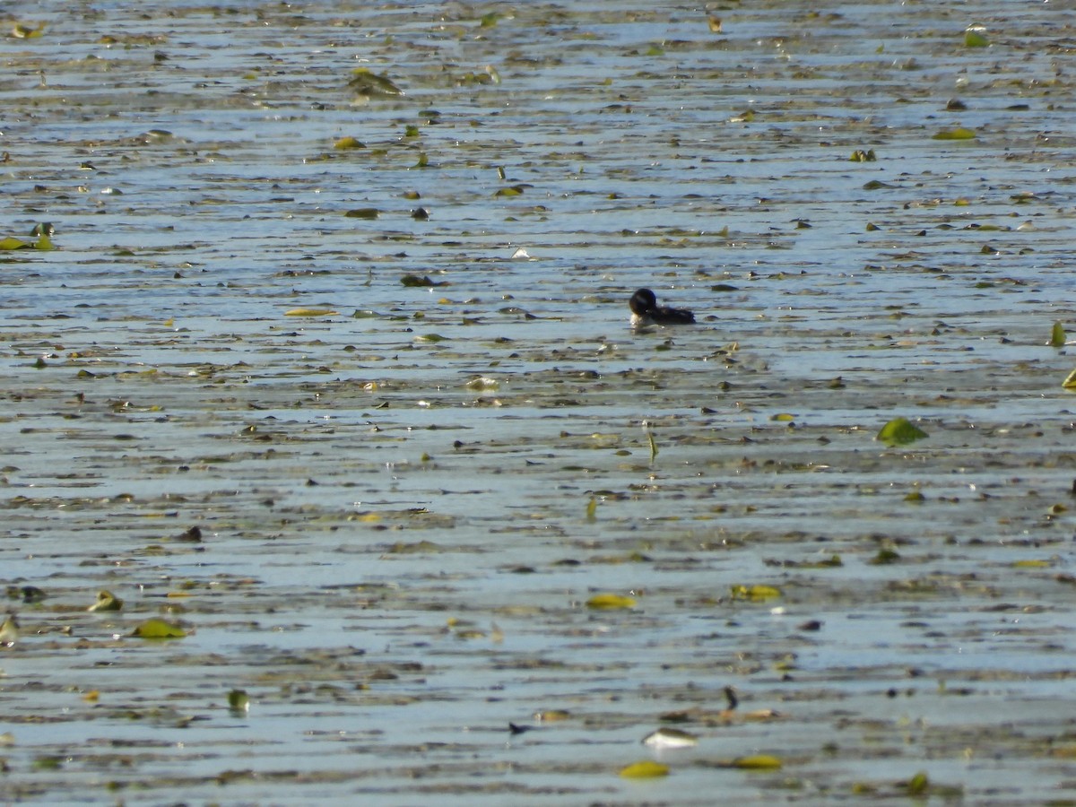 Bufflehead - ML635346341